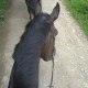 Anne-Laure Fbs