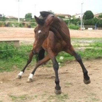 mordududada