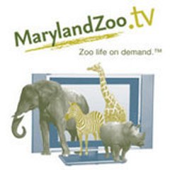marylandzootv