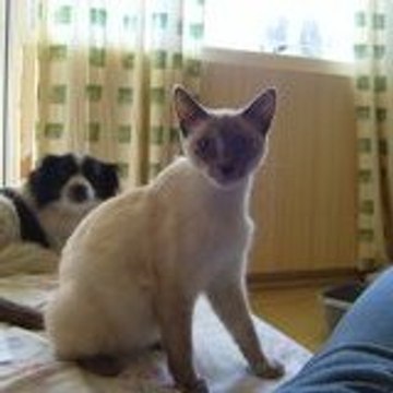 chatons09