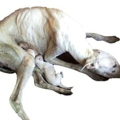 galgos-fr