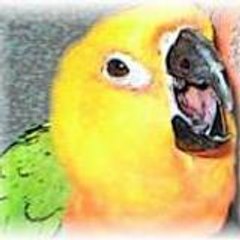 birdbrain4u