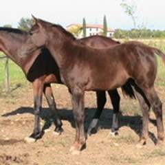 DesCollieres