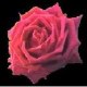 tayeb