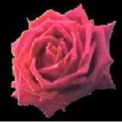 tayeb