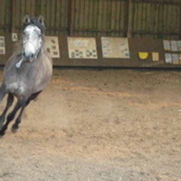 mylifewithhorses29