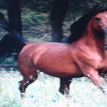 chevalinette