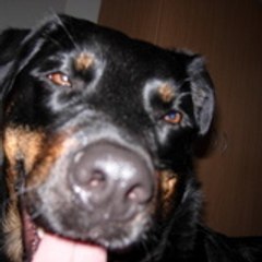MasterPepito