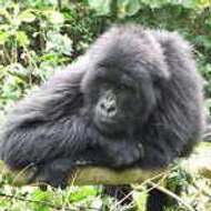 Xavier xavier gilibert