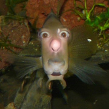 bennylamalisse