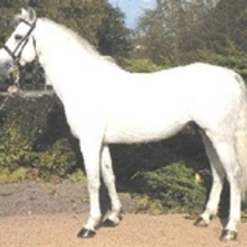 Heliot-de-Blonde