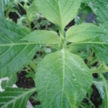 ethnoplants