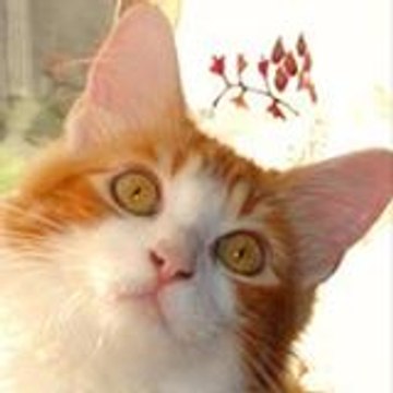 cyril6476