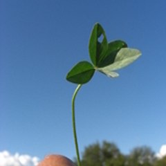 flaperl