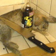 rabbitgunner