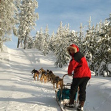 Norrland husky, le traineau scandinave