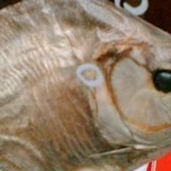 lepoissonbloug