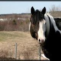 DiaFox11
