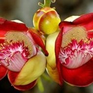 GwAdEsPaGnA aKa MaReeKa