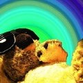 Les Koalas du Destin