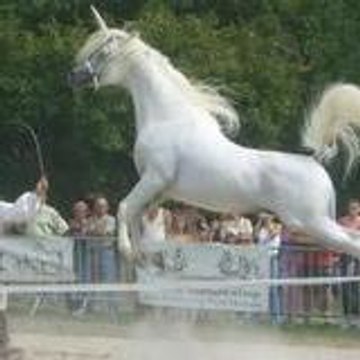 cavaliersdelalicorne