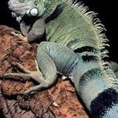 iguanos