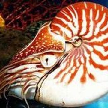 le nautile