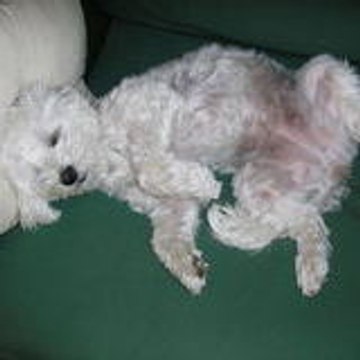 Domicien