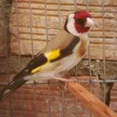 Yakim-