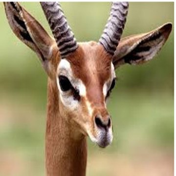Zolie gazelle