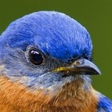 CAZIMAR
