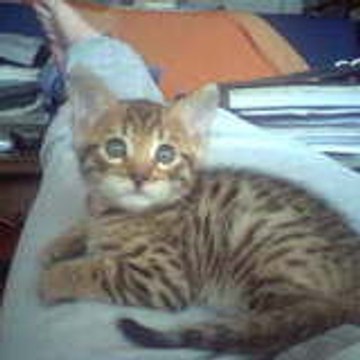 Kalika Annick Rebouillat