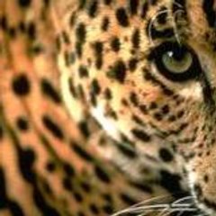 jaguar11