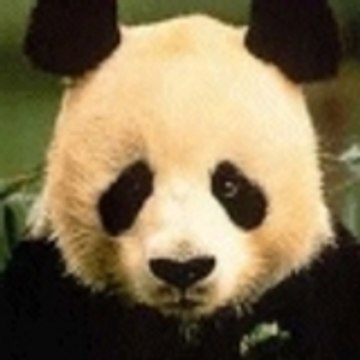 pandanvolley