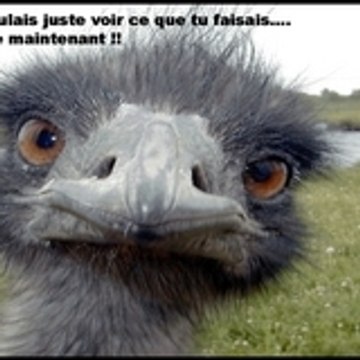 petitemerry