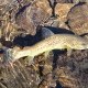 angunet