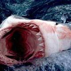 blusharq