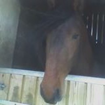 reve tjr