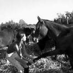 cheval