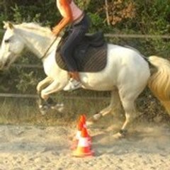 electro-horse