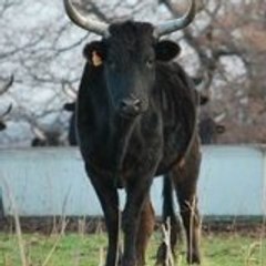 Brieugne - Abel Benjamin