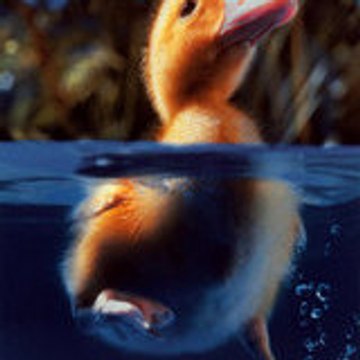 UnluckyDuck