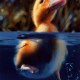 UnluckyDuck