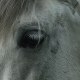 Baboo
