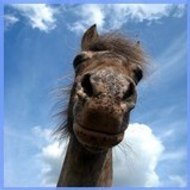 Sucette Ponette Appaloosa