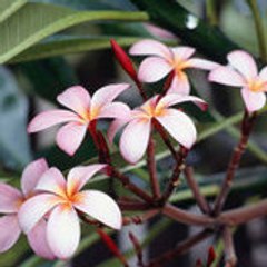 myrtille2007