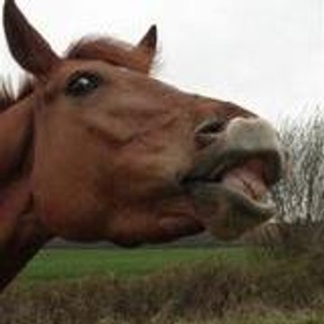 leponeyquiritjaune
