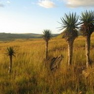 andrisoakely mamasiso