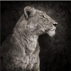 mohamed chaire roubiyou