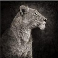 mohamed chaire roubiyou